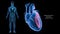 Left Ventricle and Left Atrium of the Heart with Human Body