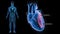 Left Ventricle and Left Atrium of the Heart with Human Body