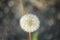 leftover dandelion flower with seeds flying in the wind