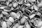 Leftovers from nuts and pistachios, Black and white photo. Background