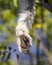 Leg of Dancing Sifaka closeup. Madagascar.