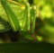 Leg of a green grasshopper. locusts prepare to jump off the green grass
