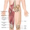 Leg muscle anatomy 3d medical  illustration quadriceps