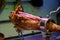 Leg of pork serrano Iberian cured jamon on stand in Spanish butcher\\\'s shop