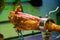 Leg of pork serrano Iberian cured jamon on stand in Spanish butcher\\\'s shop