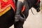 Leg of a rider in the stirrup of a saddle