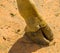 The leg of a rothschilds giraffe in closeup, mammal body parts, Endangered animal specie from Africa