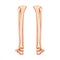 Leg tibia, fibula, Foot, ankle Skeleton Human back Posterior dorsal view. Set of Anatomically correct realistic flat