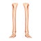 Leg tibia, fibula, Foot, ankle Skeleton Human front Anterior ventral view. Set of Anatomically correct 3D realistic flat