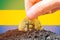 Legalization of bitcoin in Gabon. Planting bitcoin in the ground on the background of the flag of Gabon. Gabon -