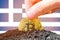 Legalization of bitcoins in Greece. Planting a Bitcoin in the ground on the background of the flag of Greece. Greece -