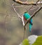 The legendary Golden-Headed Quetzal