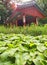 The Legendary Secret Garden of Changdeokgung