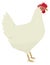 The Leghorn Breed of domestic chicken Vector illustration Isolated object Organic farm
