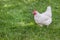 Leghorn Chicken