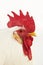 Leghorn Domestic Chicken, Portrait of Cockerel against White Background