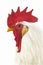 Leghorn Domestic Chicken, Portrait of Cockerel against White Background