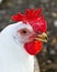 Leghorn hen portrait