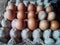 Leghorn hens or laying hens& x27; eggs line up on the egg tray