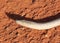 Legless lizard