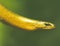 Legless lizard Anguis fragilis