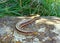 Legless lizard called a Glass Lizard