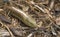 Legless Lizard (Pseudopus apodus)