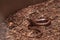 Legless lizard Scheltopusik is scientifically known as Pseudopus apodus