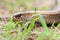 Legless shiny harmless lizard slow worm