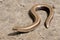 Legless shiny harmless lizard slow worm