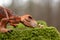 Lego jurassic world dinosaur and little dog meet face to face