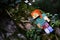 Lego Minecraft action figure of Alex relaxing on branch of moss covered broadleaf tree outgrowing with english ivy climbing plant.
