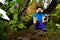 Lego Minecraft action figure of Steve with pickaxe walking on branch of autumn broadleaf tree.