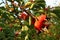LEGO Minecraft figure of Alex hanging on dog rose shrub, latin name Rosa Canina, during early autumn season