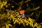 LEGO Minecraft figure of Alex hanging on spring branch of Border Forsythia flower, latin name Forsythia Intermedia