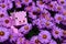 LEGO Minecraft large pig mob figure hidden in blossoming pink to violet flowers of Bush Aster