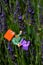 LEGO Minecraft small figure of Alex climbing on half developed Lavander flower in garden, summer daylight sunshine.