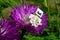 LEGO Minecraft small skeleton figure relaxing in purple decorative garden flower of Astraceae family, summer daylight sunshine.