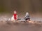 Lego star wars minifigure stormtrooper on speeder bike looking for fuel