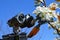 LEGO Wall-E robot model from Disney Pixar animated science fiction movie touching blossoming white spring flowers