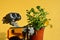 LEGO Wall-E robot from Pixar animated movie carrying plastic pot with fresh Pansy flowers, latin name Viola