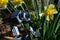 LEGO Wall-E toy robot looking at spring yellow blooming Daffodil flowers, also called Narcissus, in spring daylight sunshine.