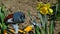 LEGO Wall-E toy robot reaching spring yellow blooming Daffodil flowers, also called Narcissus, in spring daylight sunshine.