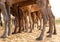 Legs of camel at pushkar camel festival