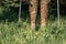 Legs in camouflage boots and trekking poles in the green grass among the trees