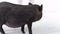 Legs child near the little black piggy mini pig at white background. Slow motion. Close up