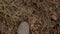 Legs close-up view from above. A man walks on last year`s dry grass. Cold, approaching winter