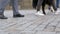 Legs of Crowd People and Dog Walking on the Pedestrian Crossing in Slow Motion