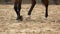 Legs of dark horse walking on the sand.