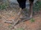 Legs & Feet of Astralian Cassowary